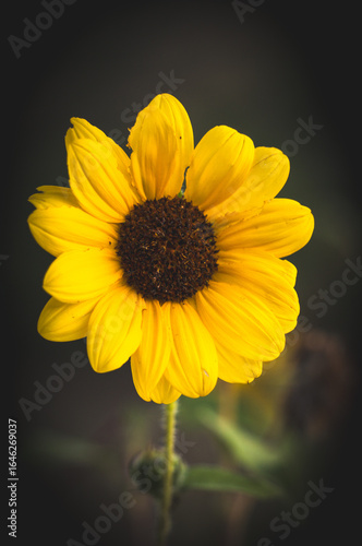 Closeup of a giant sunflower