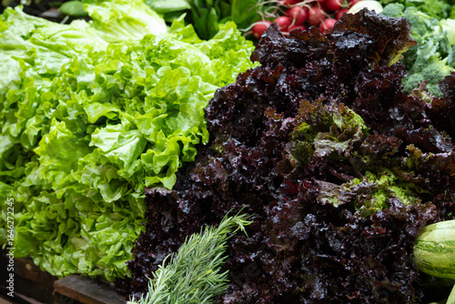 Heads of green lettuce and purple lettuce displayed at a market