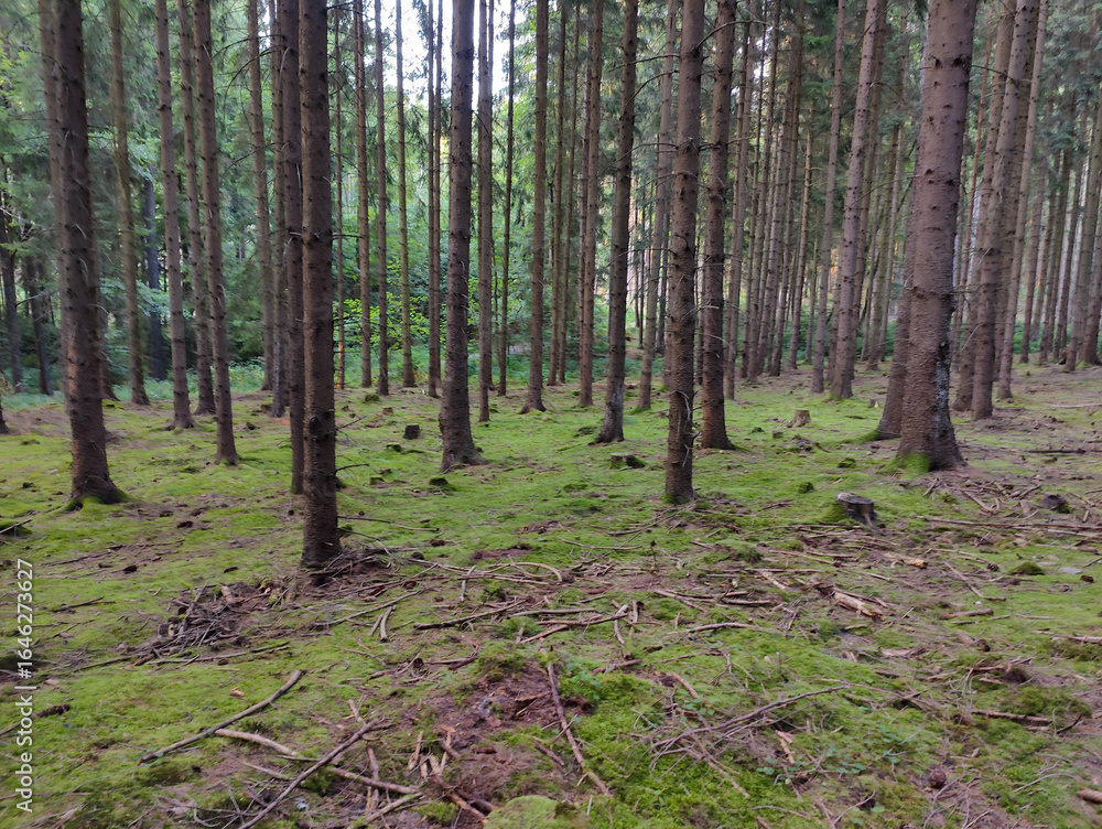 Fototapeta premium A forest filled with lots of tall pine trees covered in green moss