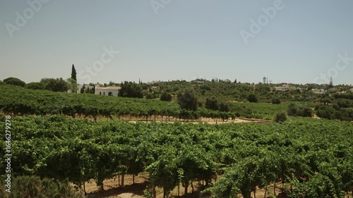 Vineyard landscape with rural buildings in Algarve, Portugal