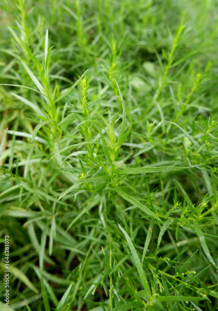 Fresh green tarragon leaves Fresh green tarragon leaves