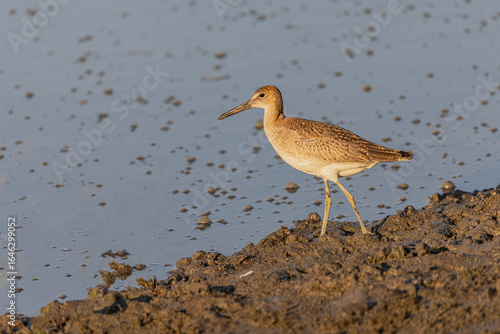 Willet Shorebird Standing on Muddy Coastline