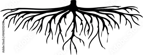 Black silhouette of leaf of birch isolated on white background