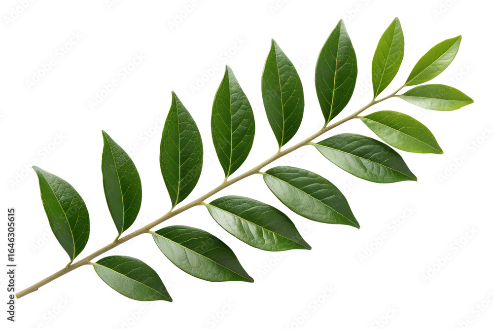 Naklejka premium Green Leafy Branch with Alternate Leaves on a White Background, a Beautiful Botanical Element for Natural Designs and Nature-Themed Projects