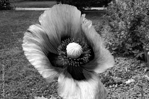 Coquelicot en Noir et blanc