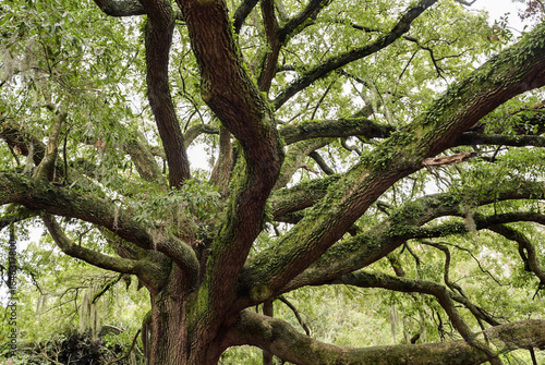 Live oak tree in a park 