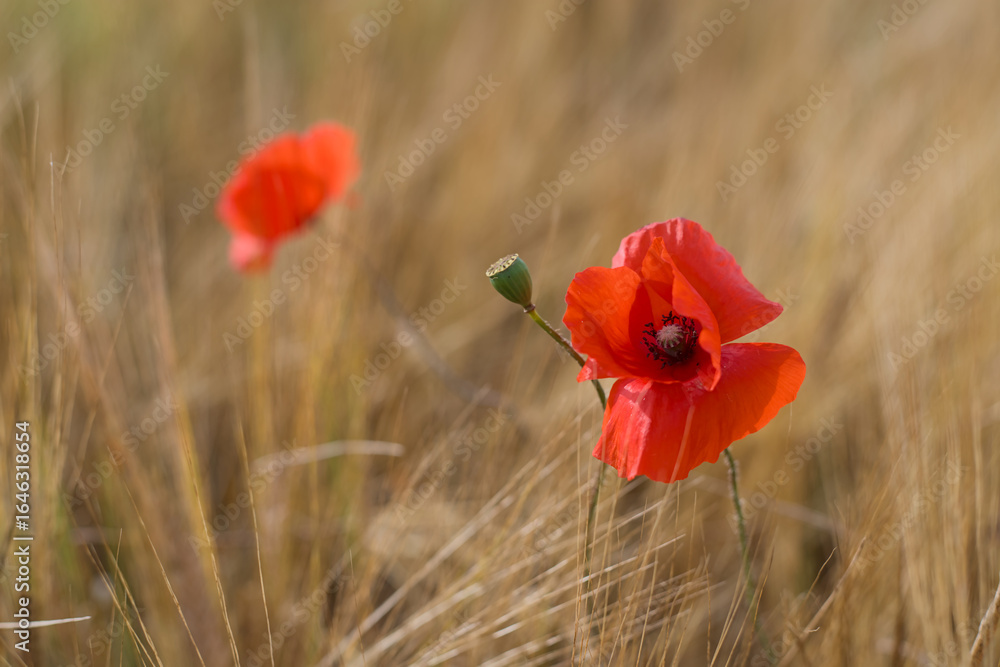 Fototapeta premium poppy in the wheat field
