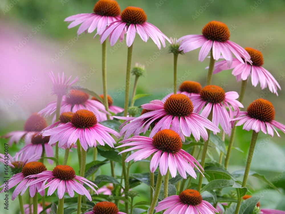 Fototapeta premium flowers in the garden