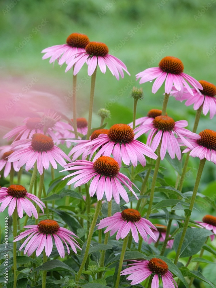 Obraz premium bee on a flower