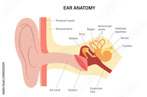 Human ear exam