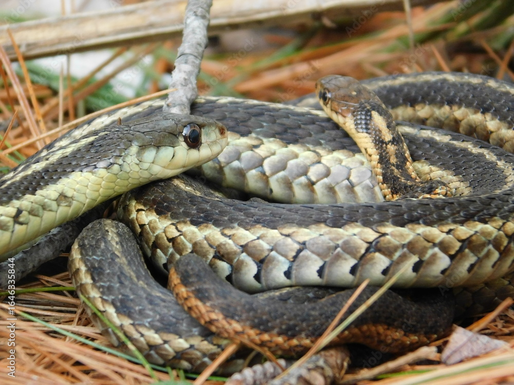 Obraz premium Too Close for Comfort… Snake Edition