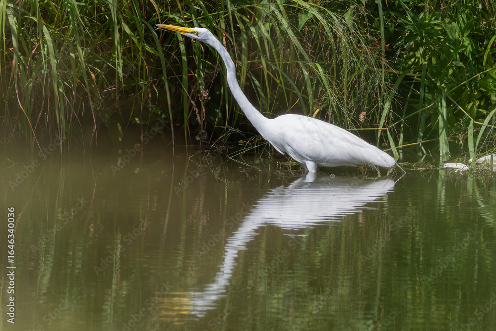 Obraz premium Great egret wading in shallow water, its reflection in the water.
