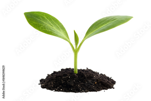 Wallpaper Mural New Life Sprout Young Plant Seedling Growing in Soil Torontodigital.ca