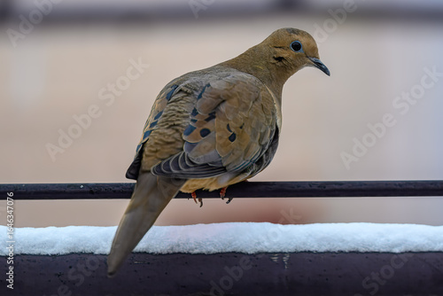 Turtle Dove in Snow 