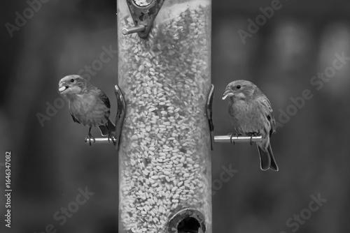 Sparrows on Feeder