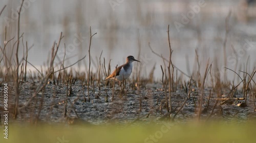 Common Sandpiper, Actitis hypoleucos. The Common Sandpiper is searching for food in the swamp and mud.