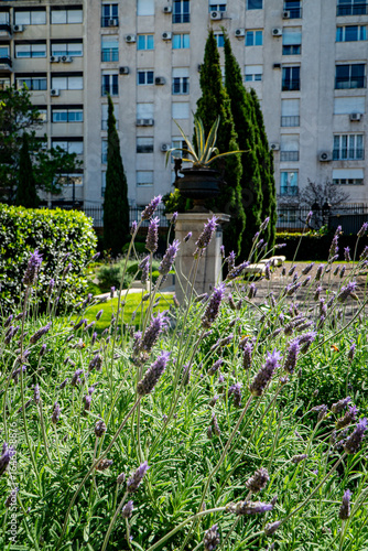 Flores de lavanda