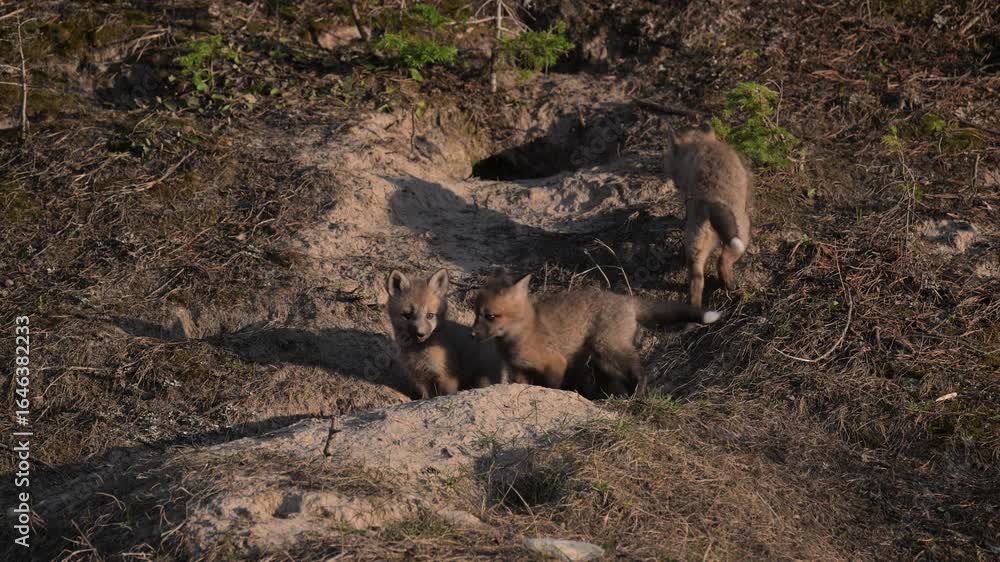 Red fox kits in the Canadian Rockies in the spring, at their den Red fox kits in the Canadian Rockies in the spring, at their den