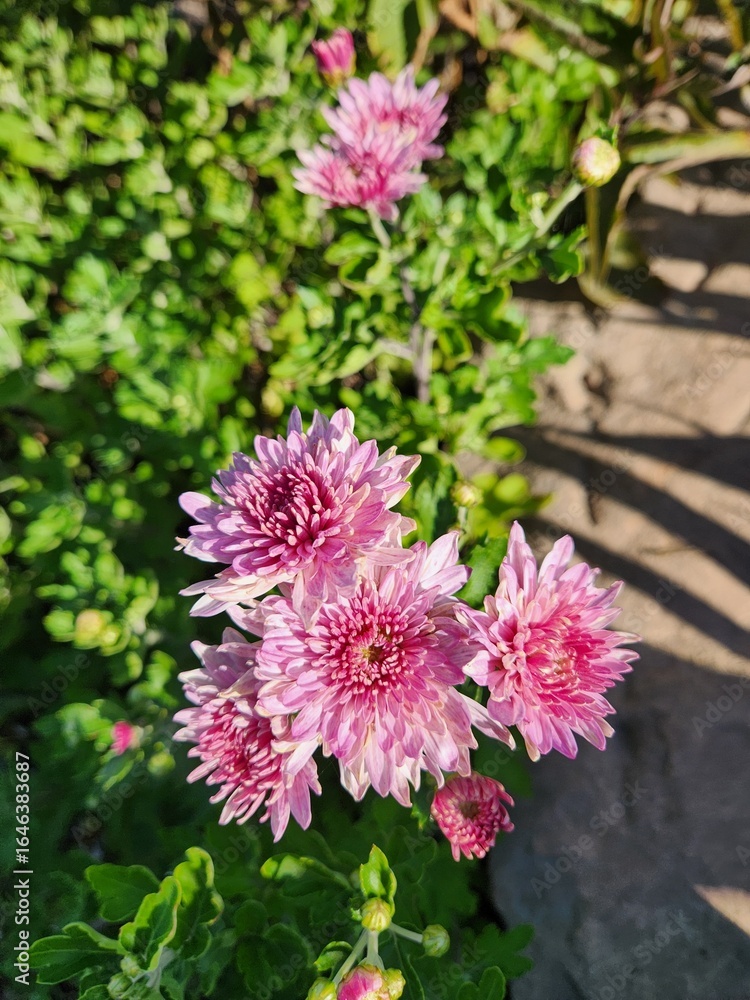 Fototapeta premium pink chrysanthemum flowers