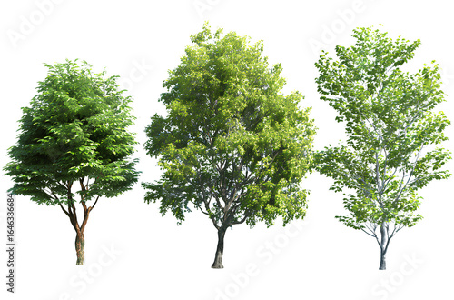  Three different tree models, green leaves, white background, realistic, high resolution, no shadows, no projection on the trees