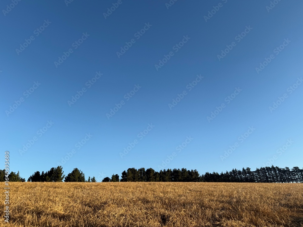 Obraz premium Golden barley field under a bright blue sky on a summer day in rural New Zealand, ready for harvesting