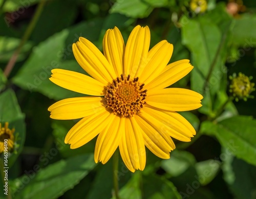 Close-up of a bright yellow flower
