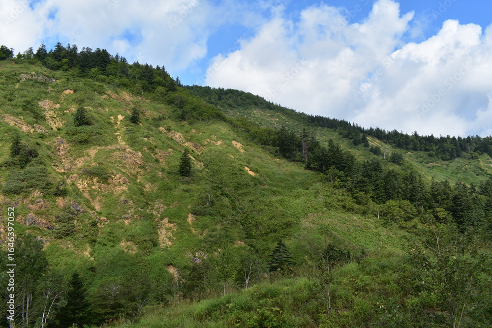 Fototapeta premium 夏の北海道