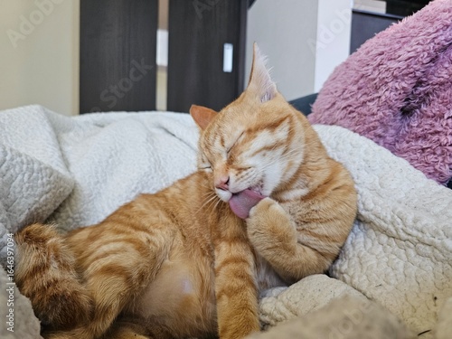A chubby orange tabby cat grooming itself on a soft blanket, licking its paw with eyes closed, showing a moment of peaceful self-care and feline cuteness.