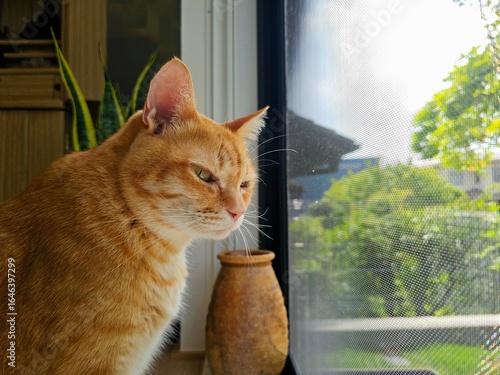 Obraz na plátně A peaceful orange cat sits on a windowsill, eyes half-closed and looking out at the sunlit garden