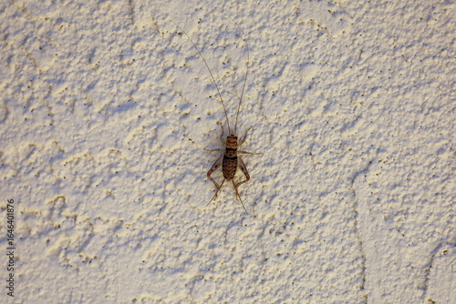 A young male common house cricket climbing on a stucco wall in California.