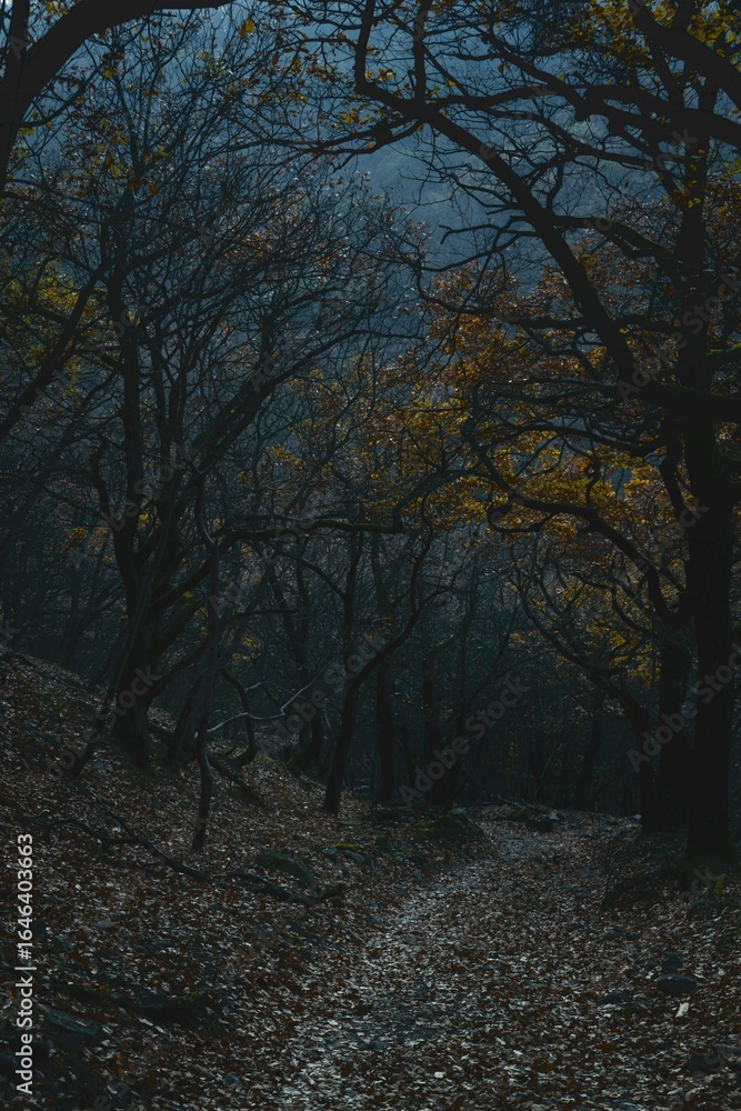 Obraz premium Dark Forest Path Through Trees in Autumn Landscape, Foggy Nature Scene