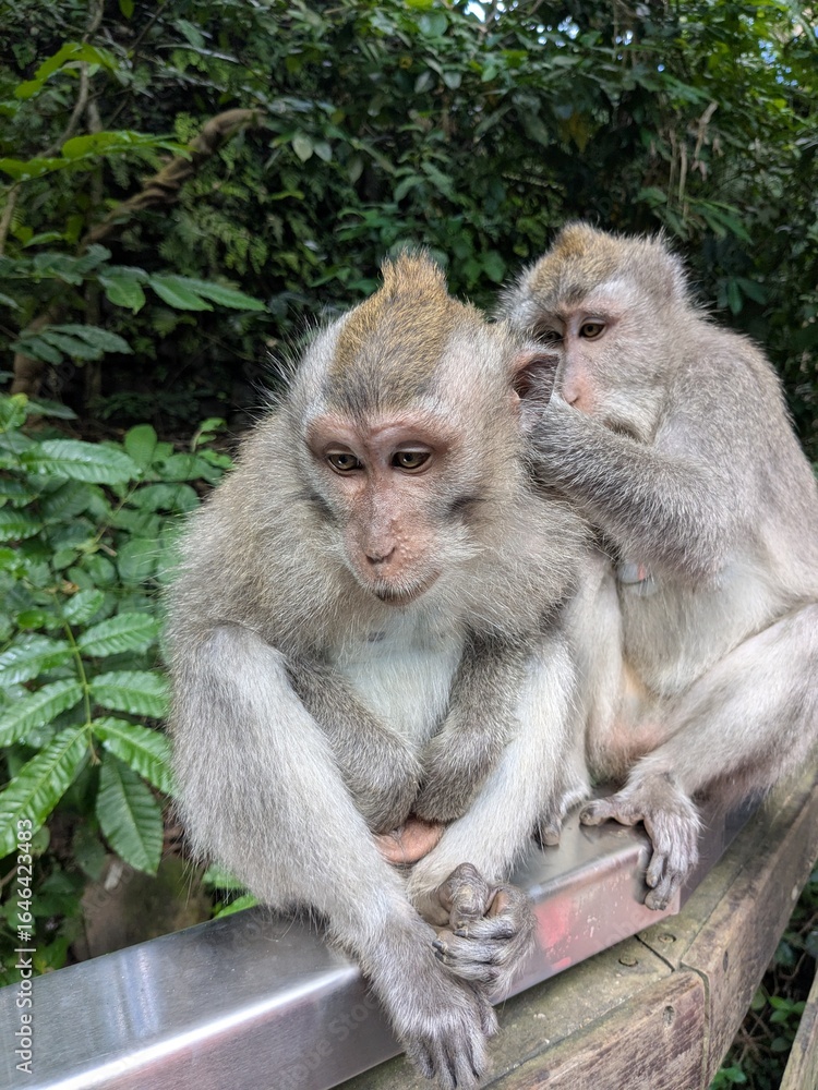 Fototapeta premium the monkey forest in bali island, Indonesia
