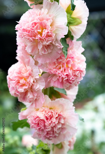 Obraz na płótnie Hollyhock Peaches and Dreams Plant  Flowering in Garden