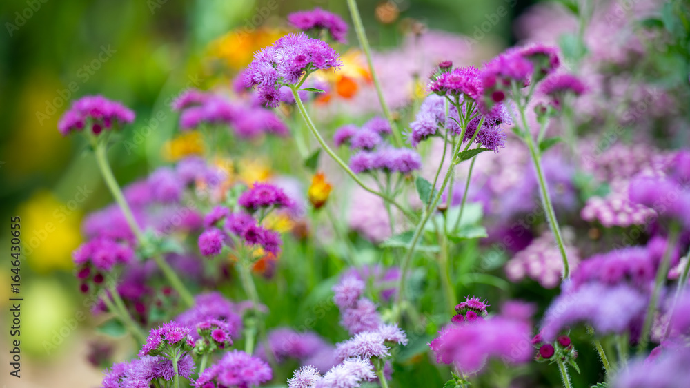 Pink and Purple Flowers Growing in Field in Summer Pink and Purple Flowers Growing in Field in Summer