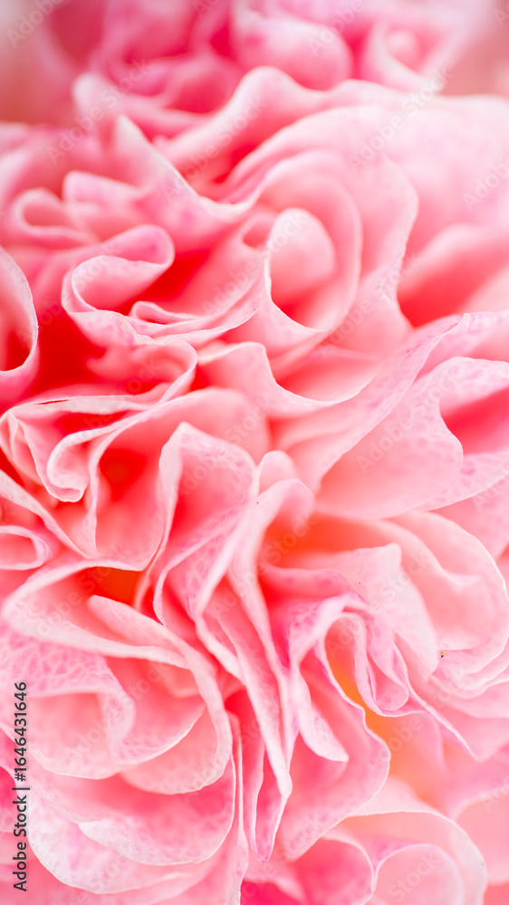 Close up of Petals of Pink Flower Close up of Petals of Pink Flower