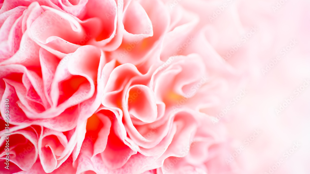 Fototapeta premium Close up of Petals of Pink Flower