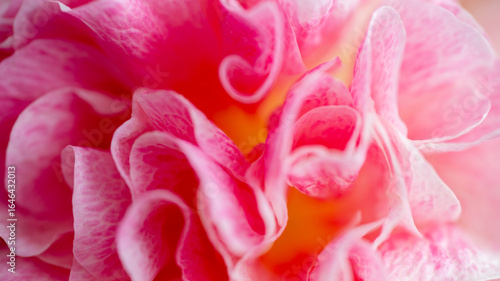 Wallpaper Mural Close up of Petals of Pink Flower Torontodigital.ca