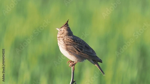 The crested lark bird singing, Galerida cristata