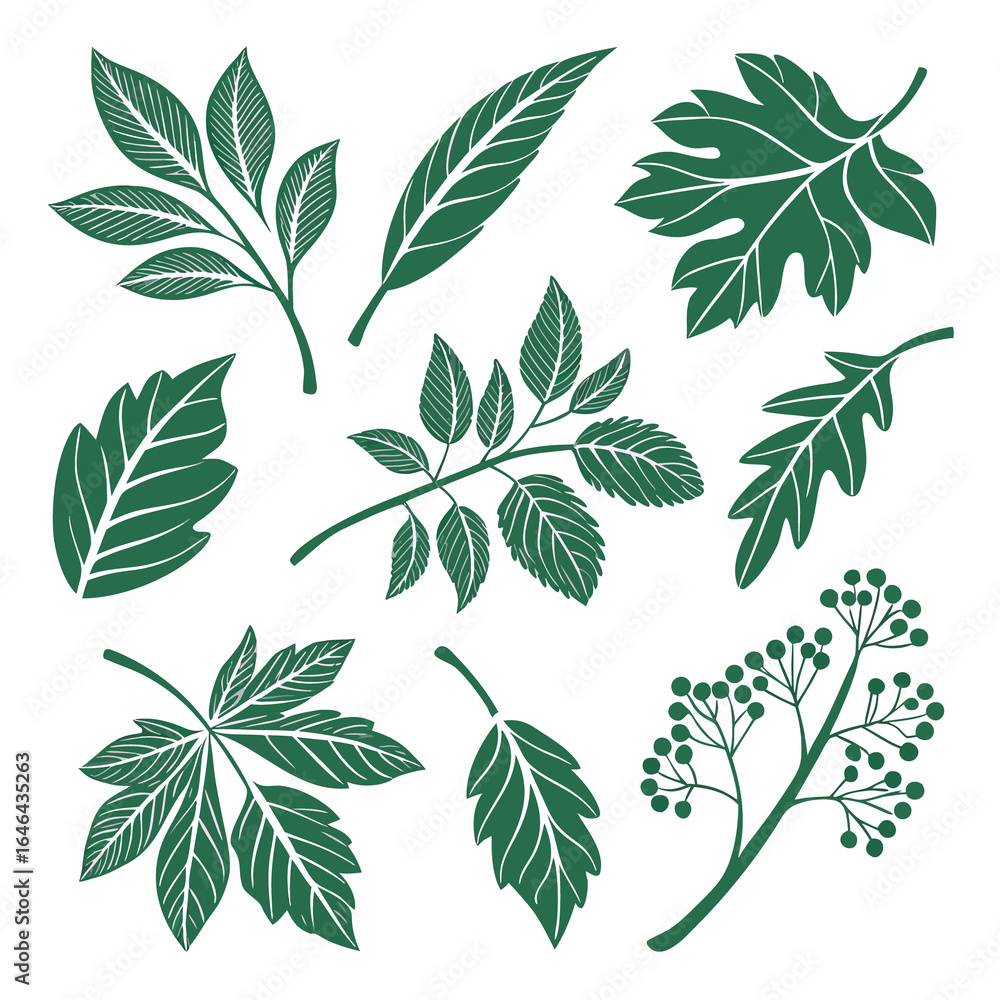 Collection of diverse green leafy botanical illustrations featuring various shapes and textures on a clean white background