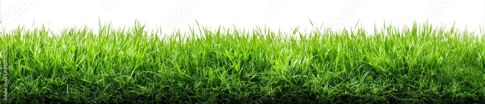 Fototapeta premium Lush green grass field against white background (1)
