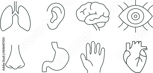 Human internal organs line art illustration vector