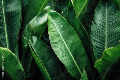 Close-up of lush tropical leaves (1)