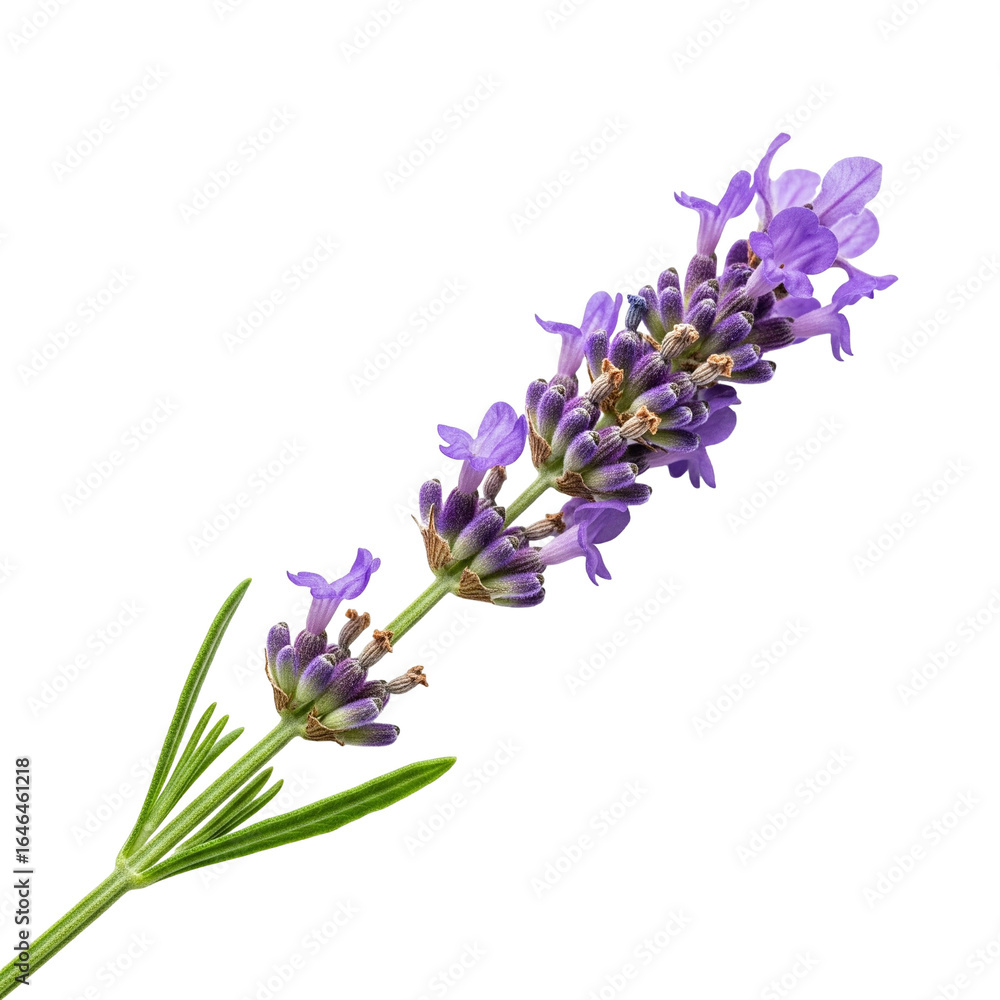 Obraz premium lavender flowers isolated on white background