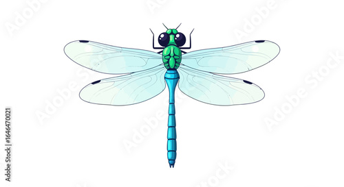 Elegant dragonfly illustration with translucent wings and bright coloration