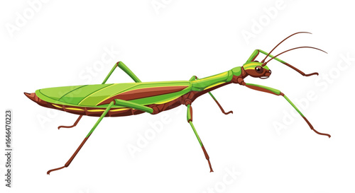 Intricate Illustration of a Green and Brown Stick Insect Isolated on White