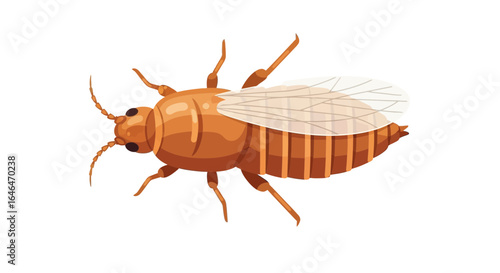 Isolated detailed insect with patterned wing on a white background