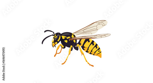 A Detailed Illustration of a Wasp on a White Background
