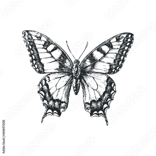Detailed Black and White Sketch of a Swallowtail Butterfly