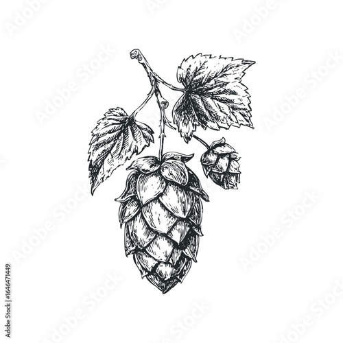Detailed sketch of hops plant with leaves and cones