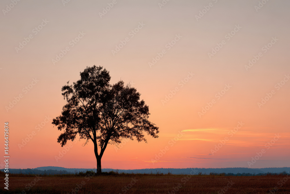 Obraz premium breathtaking summer sunset paints sky with array of warm hues behind silhouetted tree on horizon